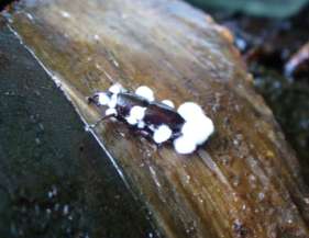 Fig. 1. Picudo negro parasitado por el hongo Beauveria bassiana